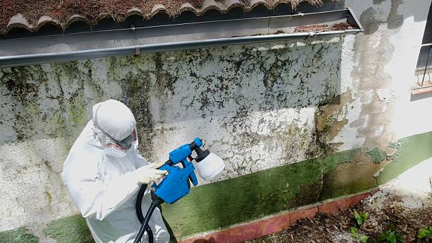 Top rated local Mold Remediation specialists in Sparta, IL